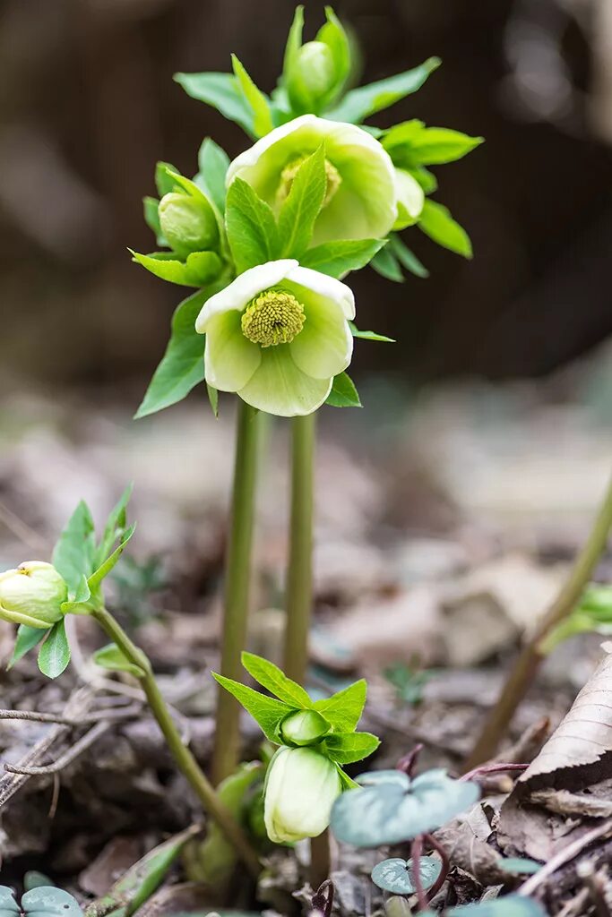 Зимовник цветок. Морозник геллеборус. Морозник кавказский (Helleborus caucasicus). Зимовник морозник. Морозник Helleborus растение.