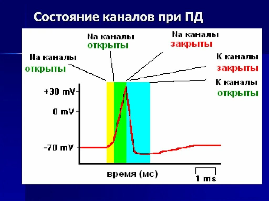 Состояние каналов. Состояние каналов при возбуждении клетки. График открытия и закрытия каналов Пд. Пд каналы. Канал пд