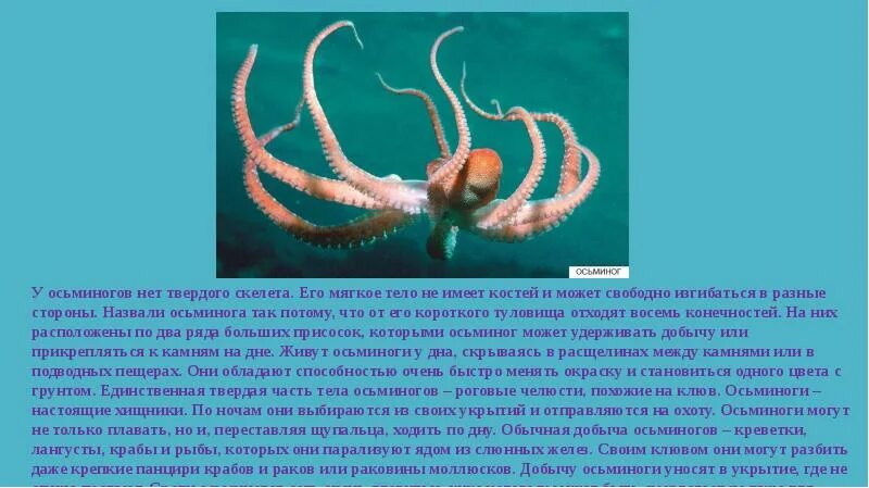 Тип симметрии осьминога