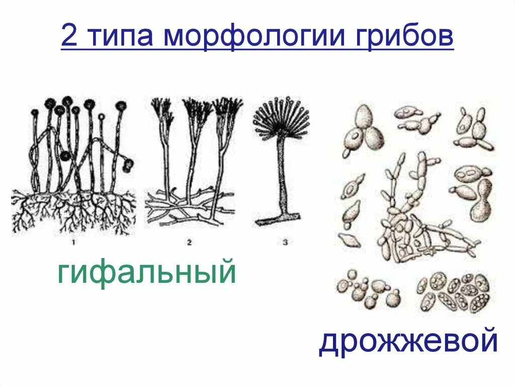 Споры низших грибов. Гифальные и дрожжевые грибы. Строение грибов микробиология. Морфология и строение грибов. Грибы строение микробиология.