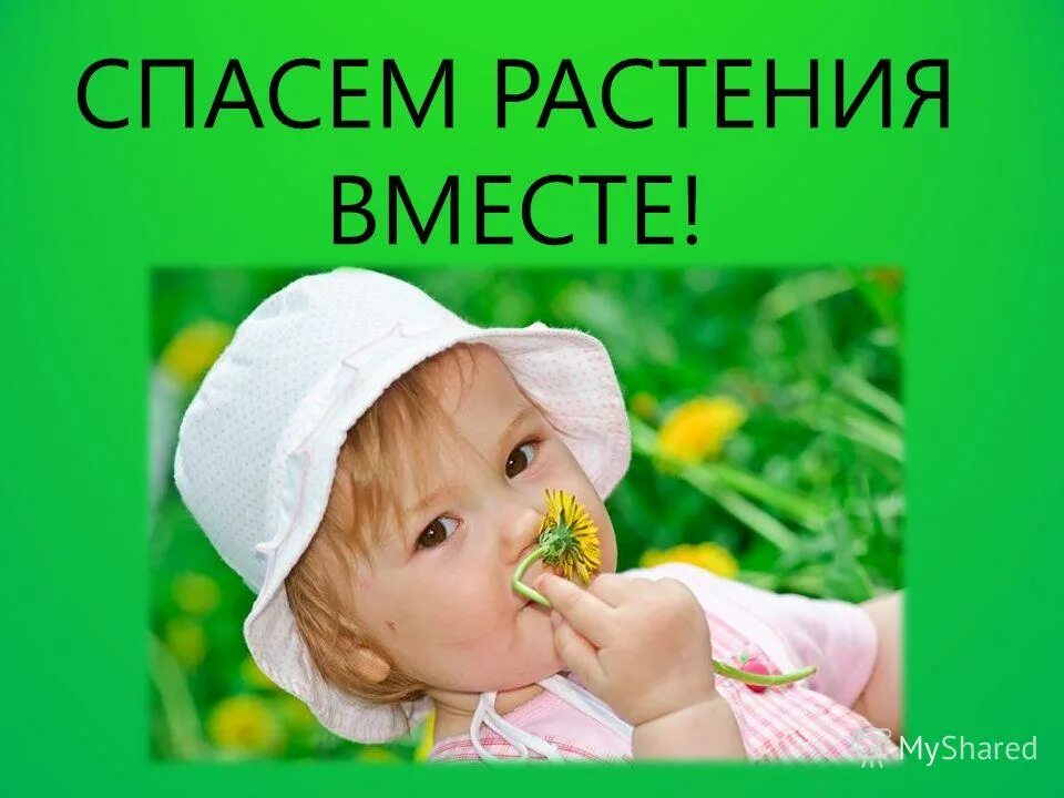 Я спаслась от цветка 23. Мужское счастье как размножить. Защита комнатных цветов от кошек. Мужское счастье как размножить. Детская книга ищет фею чтобы расколдовала.