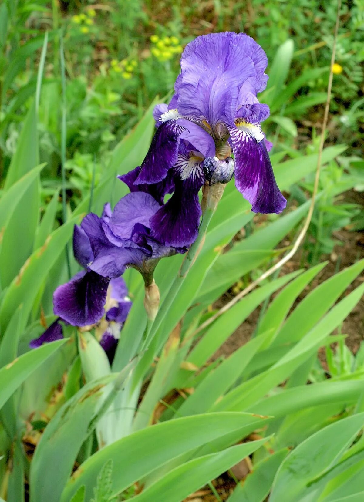 Ирис 0. Ирис безлистный. касатик безлистный. iris aphylla. iris reichenbachii.