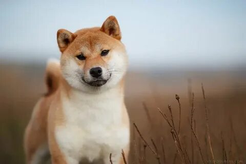 Китайская собака сиба