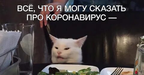 Мем с белым котом