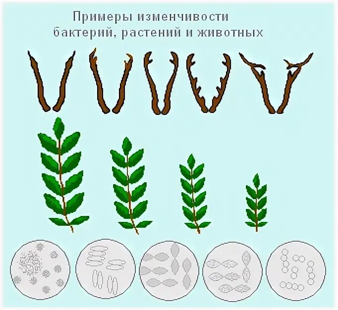 Заполните схему изменчивость внеядерная комбинативная