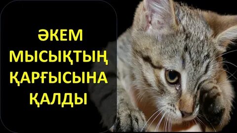 Үйде жасалған қоғамдық порно видеолар