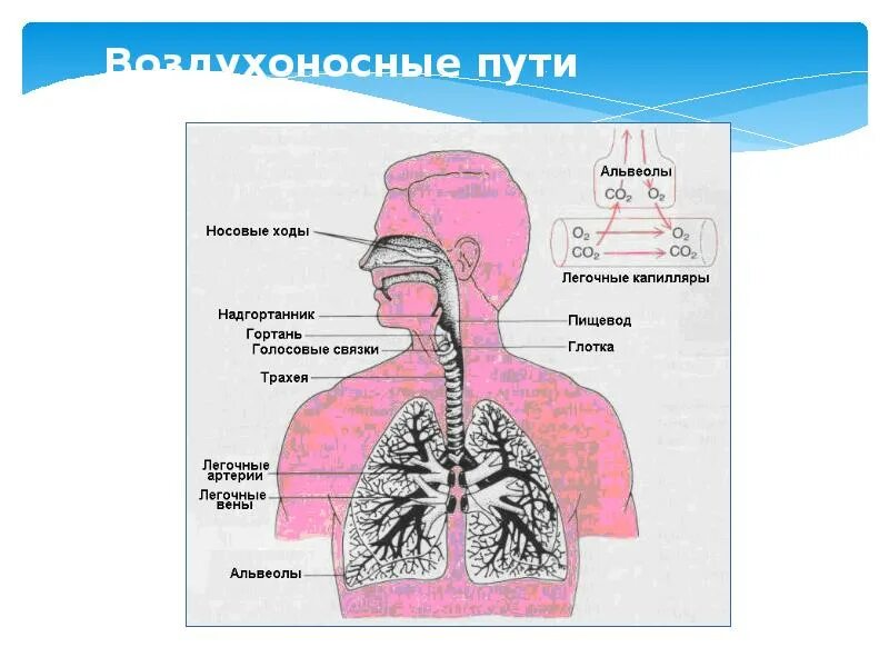 Путь воздуха в дыхательной системе
