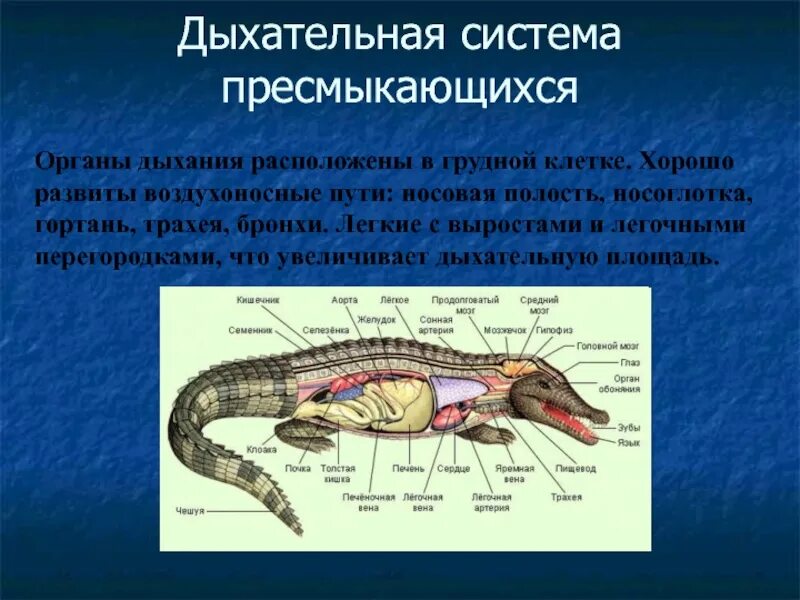 Дыхание рептилий и амфибий. Органы дыхательной системы пресмыкающихся. Пресмыкающиеся системы органов таблица. Дыхательная система пресмыкающихся 7. Дыхательная система пресмыкающихся 7 класс.