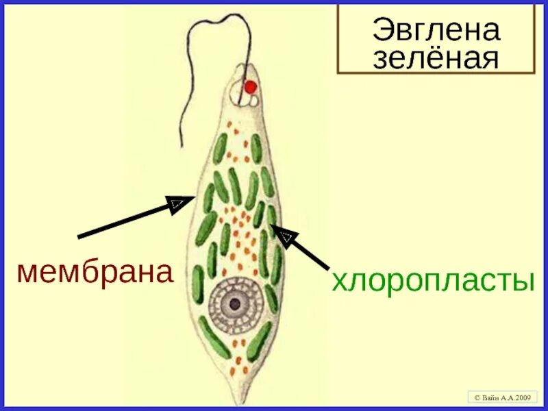 Эвглена зеленая 5 класс биология. Жгутиконосцы эвглена зеленая строение. Светочувствительный глазок у зелёной эвглены. Строение простейших эвглена. Эвглена зеленая строение егэ.