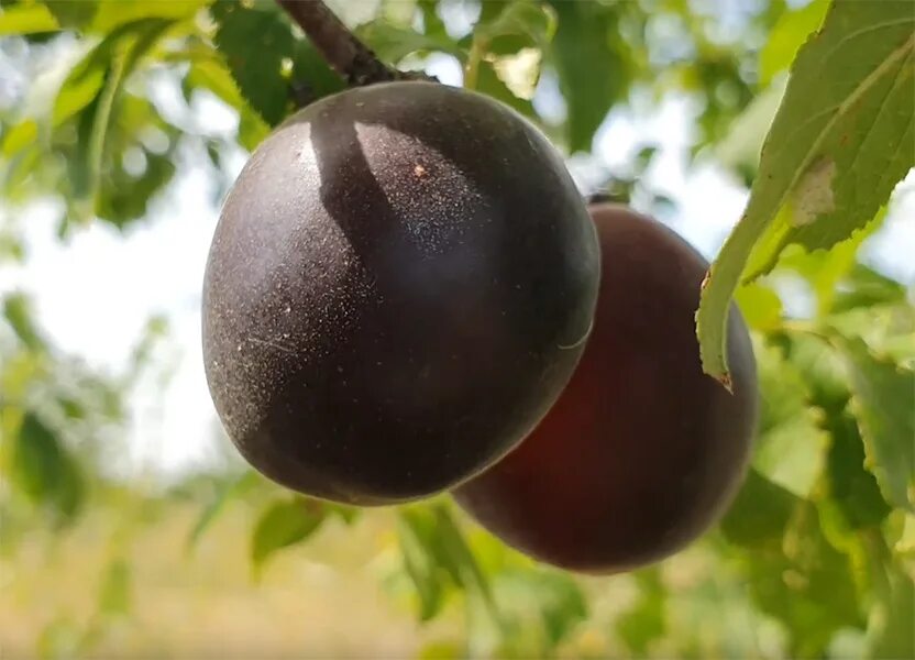 Черный абрикос ШЛОР Циран. Шарафуга плодовое дерево. Черный принц гибрид абрикоса.
