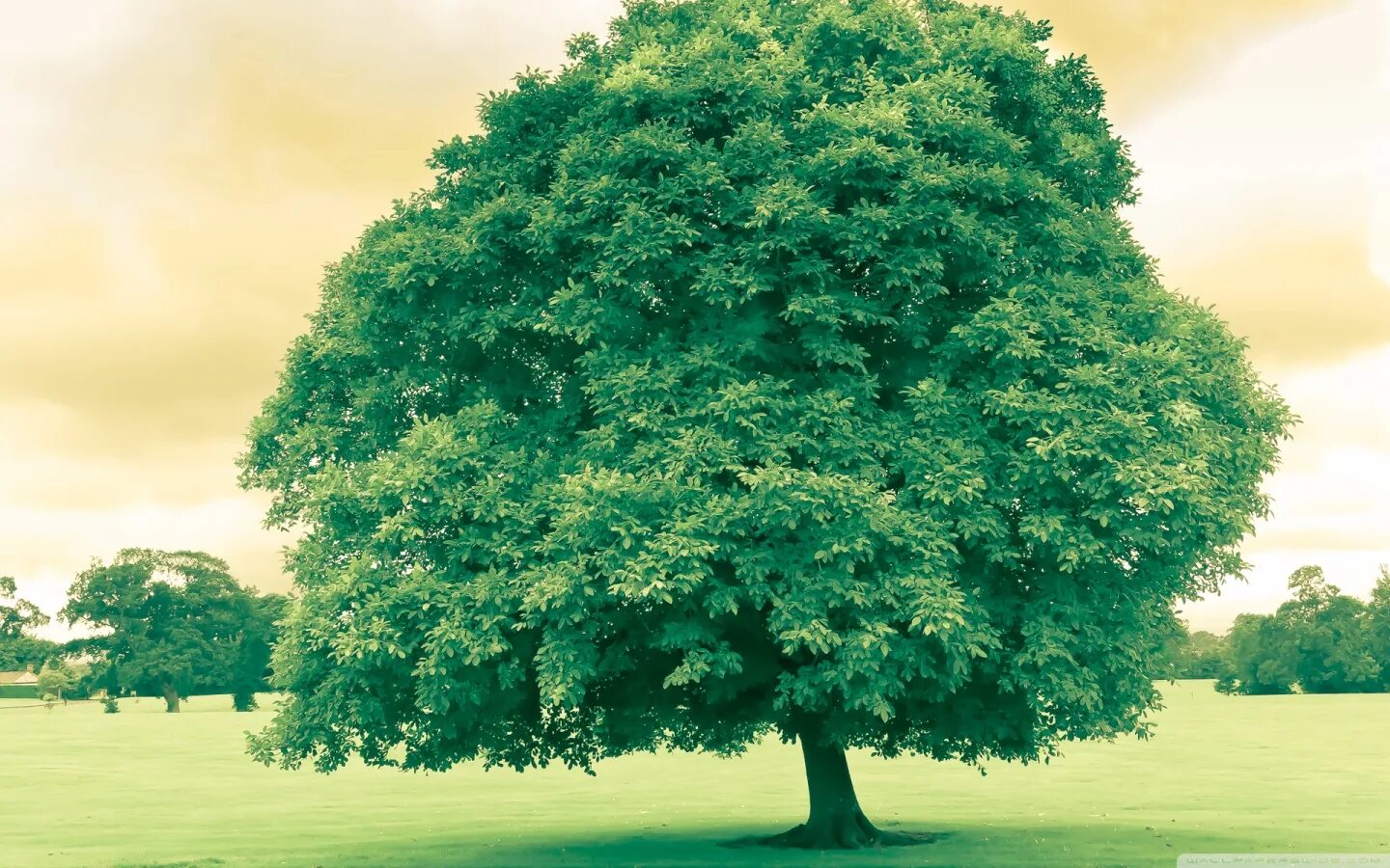 Tree tree shampoo
