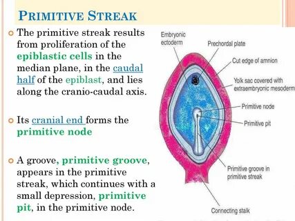 Streaking meaning