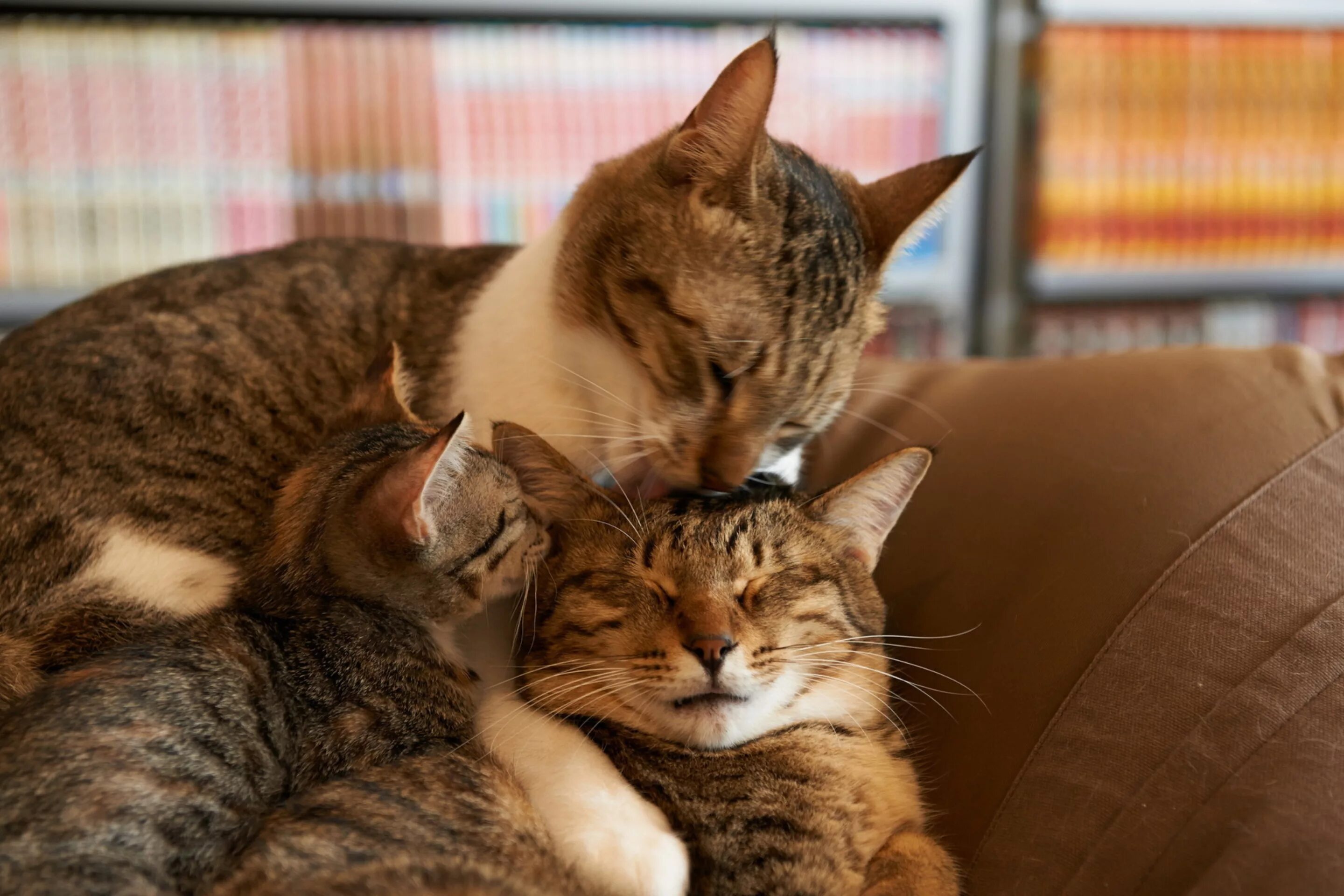 Семья котов. Кошки любовь. Кот, кошка и котенок. Влюбленные кошки. Картинки с любящими котиками