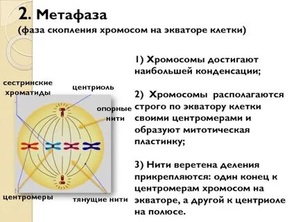 Расхождение центриолей к полюсам клетки какая фаза