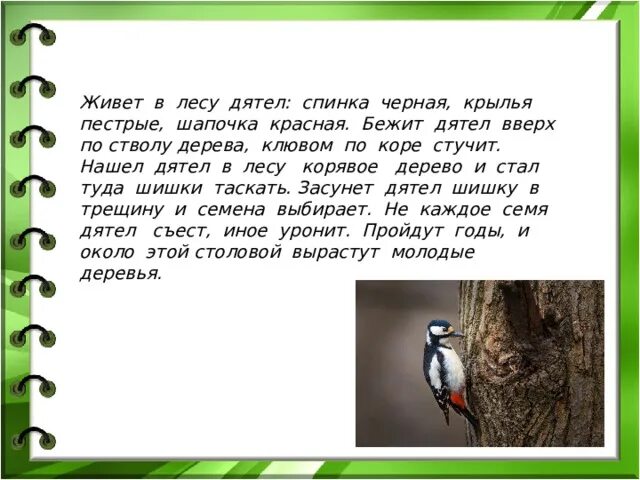 Дятел стучал по стволу. Нашёл дятел в лесу. Дятел стучал по стволу дерева. Дятел живет. Дятел стучит по дереву.