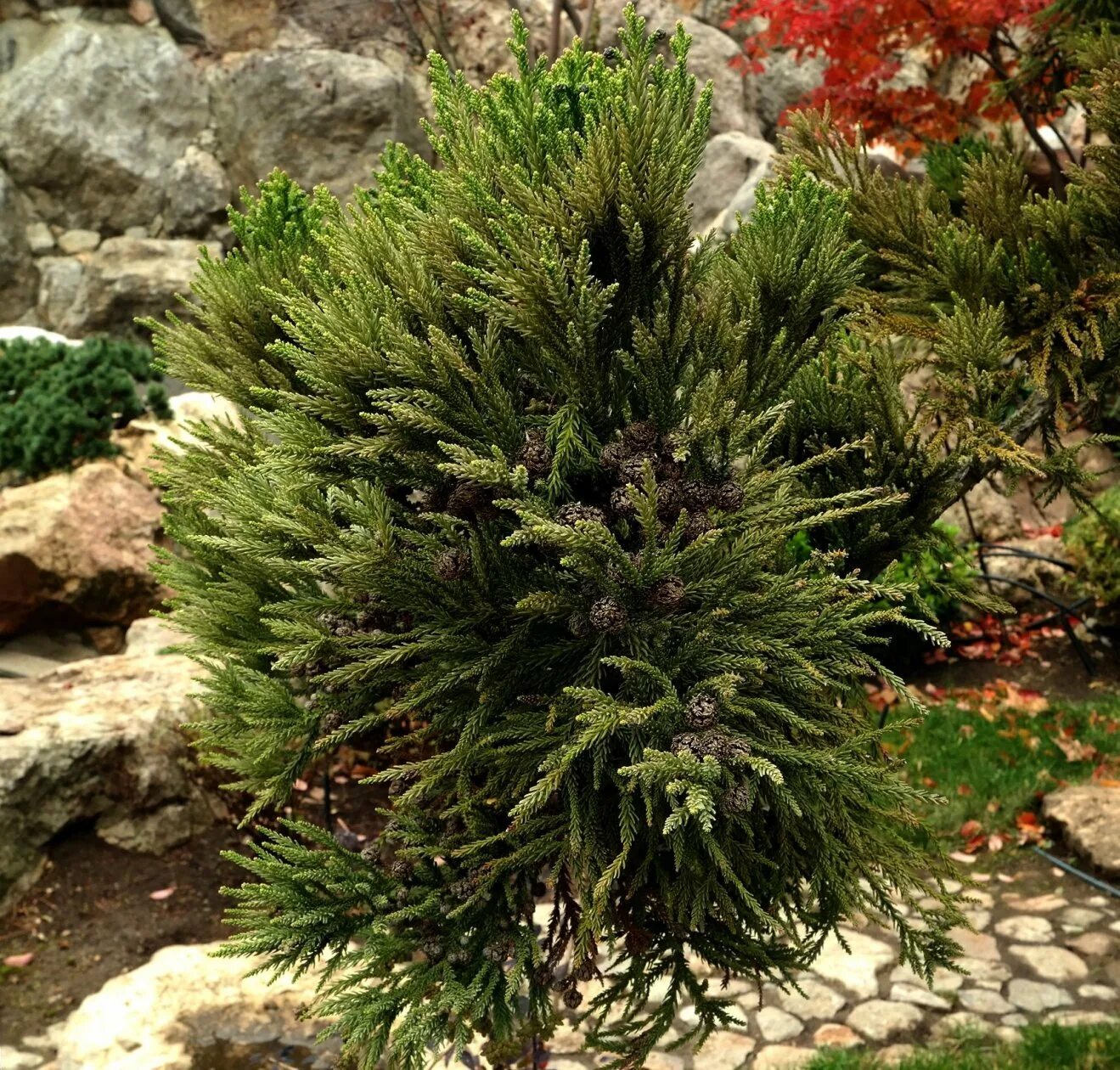 Криптомерия японский кедр. Криптомерия японская cryptomeria japonica. Туя криптомерия. Криптомерия японская cryptomeria japonica. Криптомерия японская глобоза.
