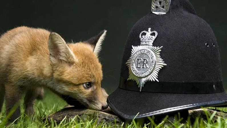 Fox police
