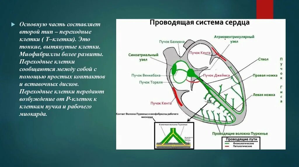 Местоположение проводящий. Строение сердца Проводящая система сердца. Проводящая система сердца топографическая анатомия. Узлы проводящей системы сердца. Проводящие пути сердца схема.