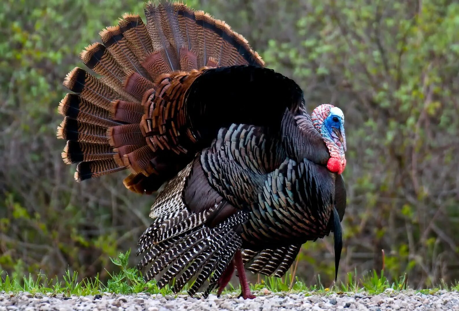 Фото индюка. Meleagris gallopavo. Индейка обыкновенная meleagris gallopavo. Индюк американский широкогрудый. Североамериканская Дикая индейка.