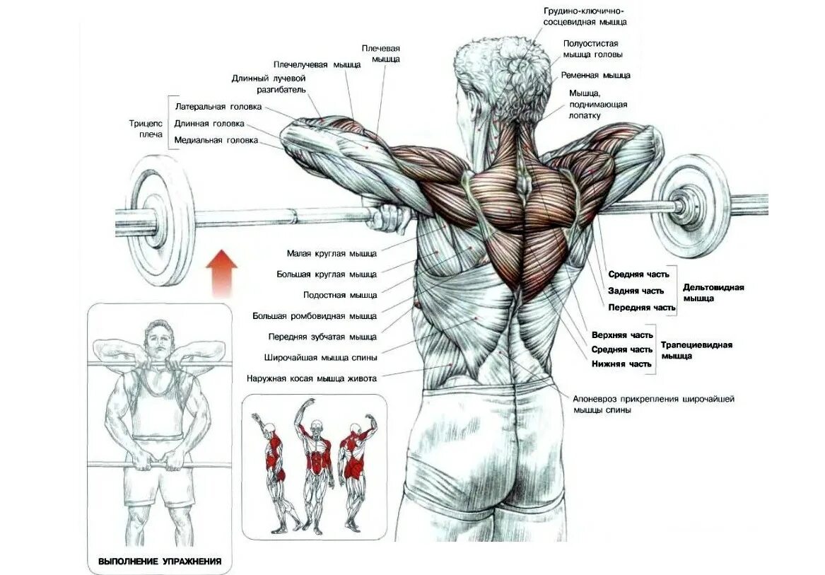 Протяжка со штангой. Тяга штанги к подбородку стоя техника. Тяга к подбородку мышцы. Протяжка со штангой мышцы. Тяга штанги узким хватом.