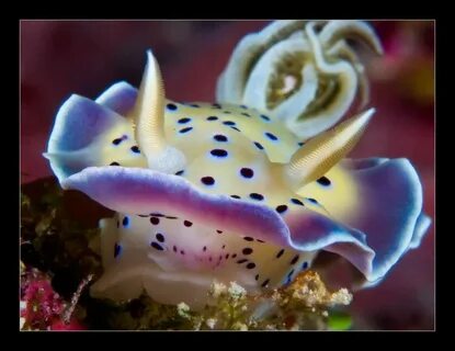 Самые красивые морские обитатели