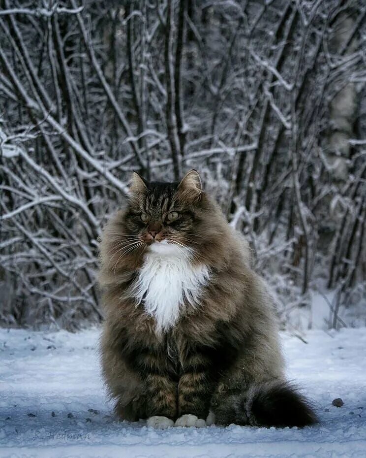Фото: Фото из жизни животных. Фотолюбитель Pan Choz. Фото животных. Фотосайт Рас