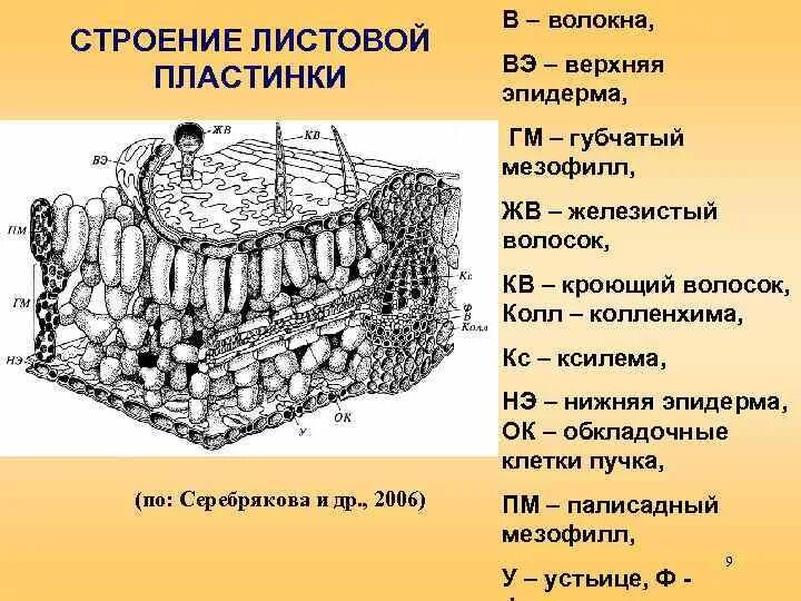 Слой клеток листа. Строение среза листовой пластинки. Строение поперечного среза листовой пластинки. Внутреннее строение листовой пластинки. Анатомическое строение листовой пластинки.