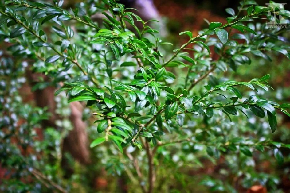 Вечнозеленый почему. Самшит колхидский. Самшит колхидский (Buxus colchica). Самшит колхидский дерево. Самшит колхидский Сочи.