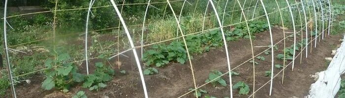 Дуги для парника из стеклопластиковой арматуры. Парник из стеклопластиковой арматуры. Стеклопластиковая арматура для теплиц. Дуги для парника из стеклопластиковой арматуры. Теплица из арматуры.