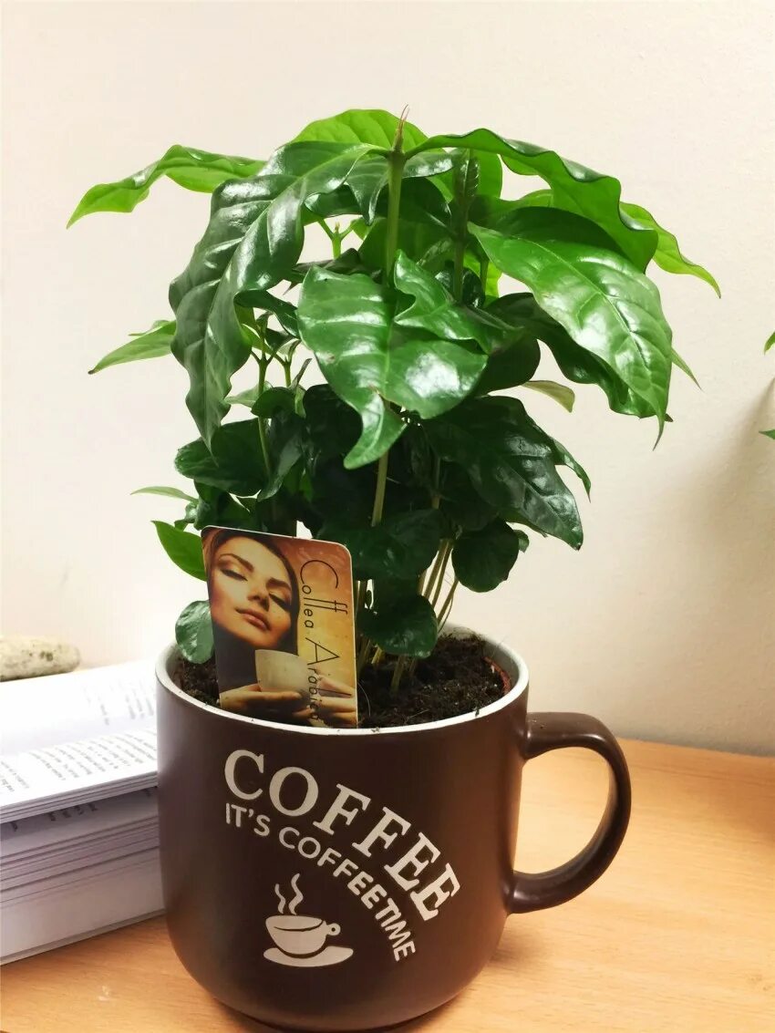 кофе арабика вариегата. кофе аравийское арабика цветок. кофе arabica растение горшечное. кофе аравийский арабика комнатное растение. кофейное дерево кофе арабика.