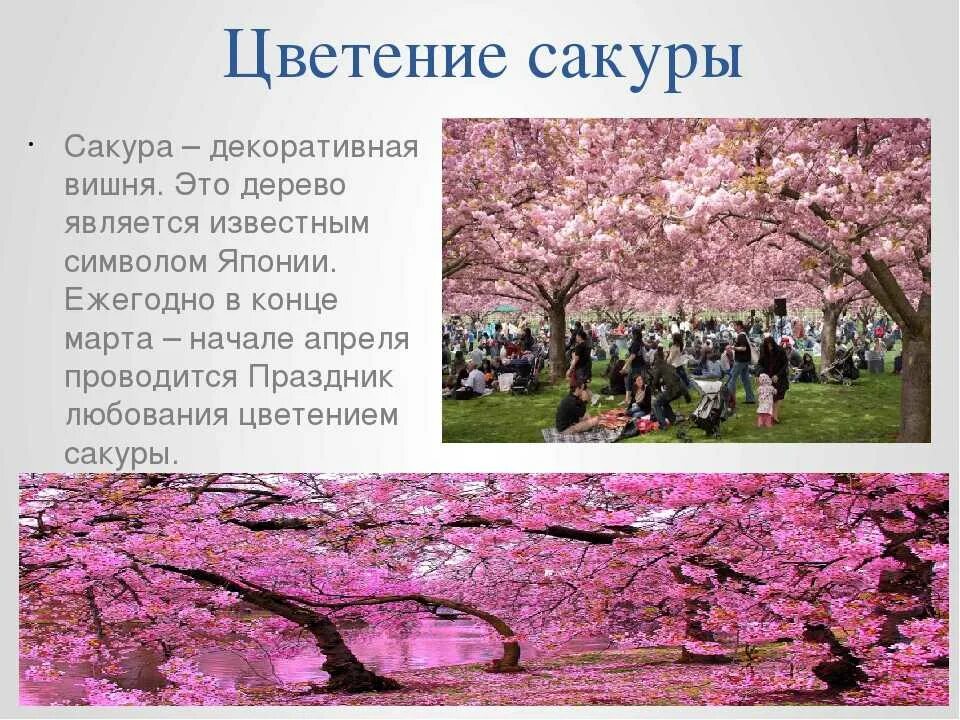 Япония краткие факты. Факты о сакуре. интересные факты о японии. япония презентация. что интересного в японии.