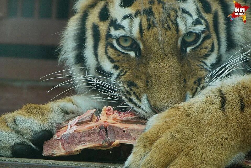 Амурский тигр в зоопарке. Тигрята фото. Королевство тигров пхукет. Тигр кусает. Тигр кусает.
