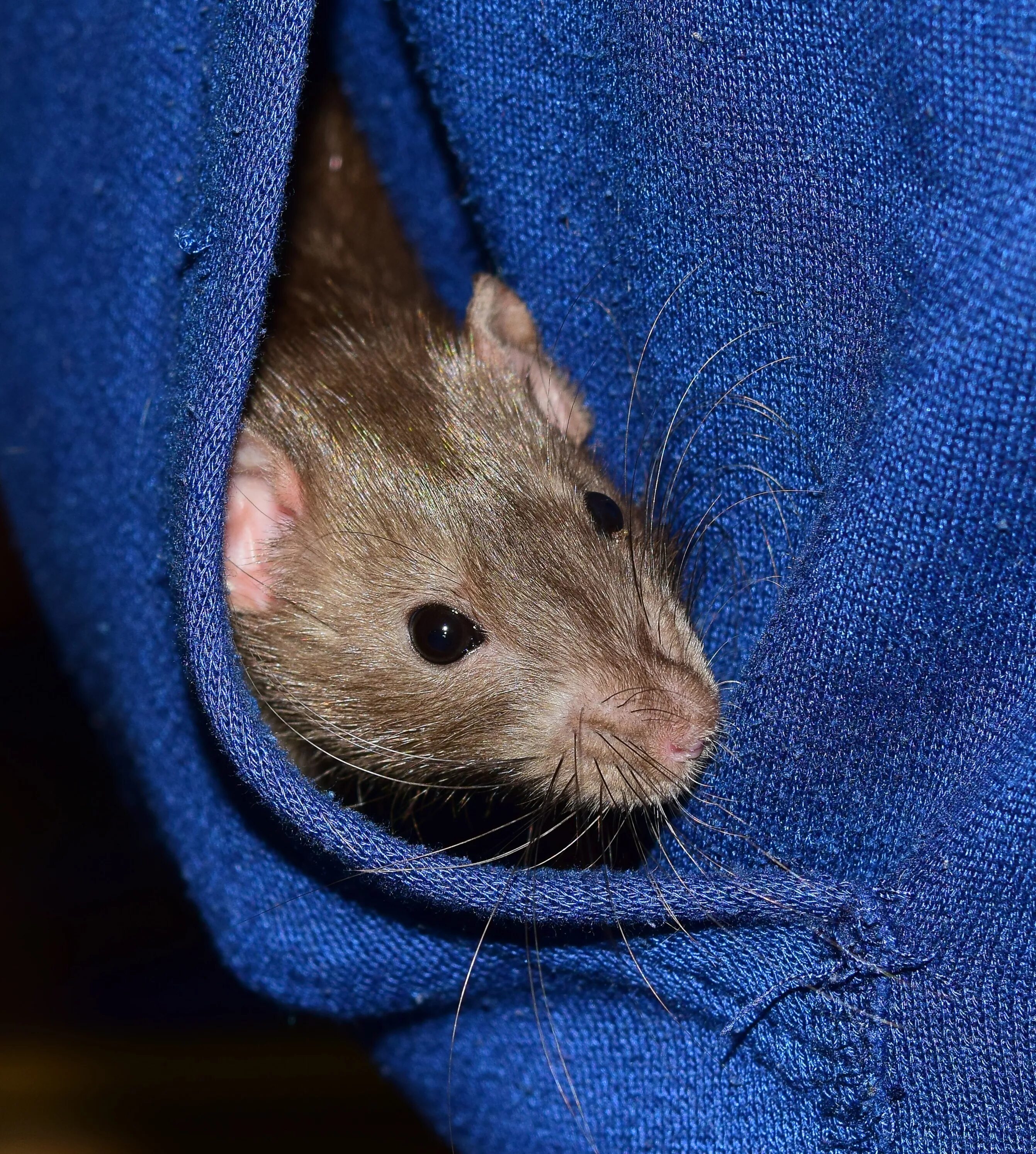 Мыши домашние животные. Капюшоновая крыса. Голубая капюшоновая крыса. Крыса Дамбо. Мышка домашняя.