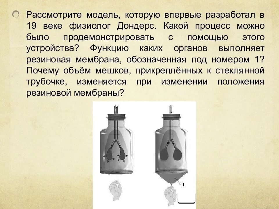 Модель Дондерса. Модель Дондерса механизм вдоха и выдоха. Модель Дондерса схема. Опыт Дондерса.