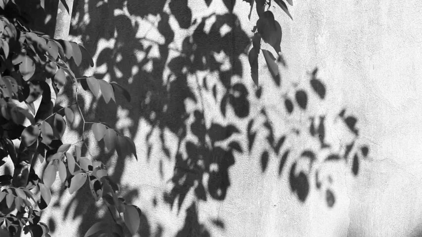 Тень от листвы белый фон. Тень от цветов. Тень от пальмы. Растения для тени. Тень от листвы.