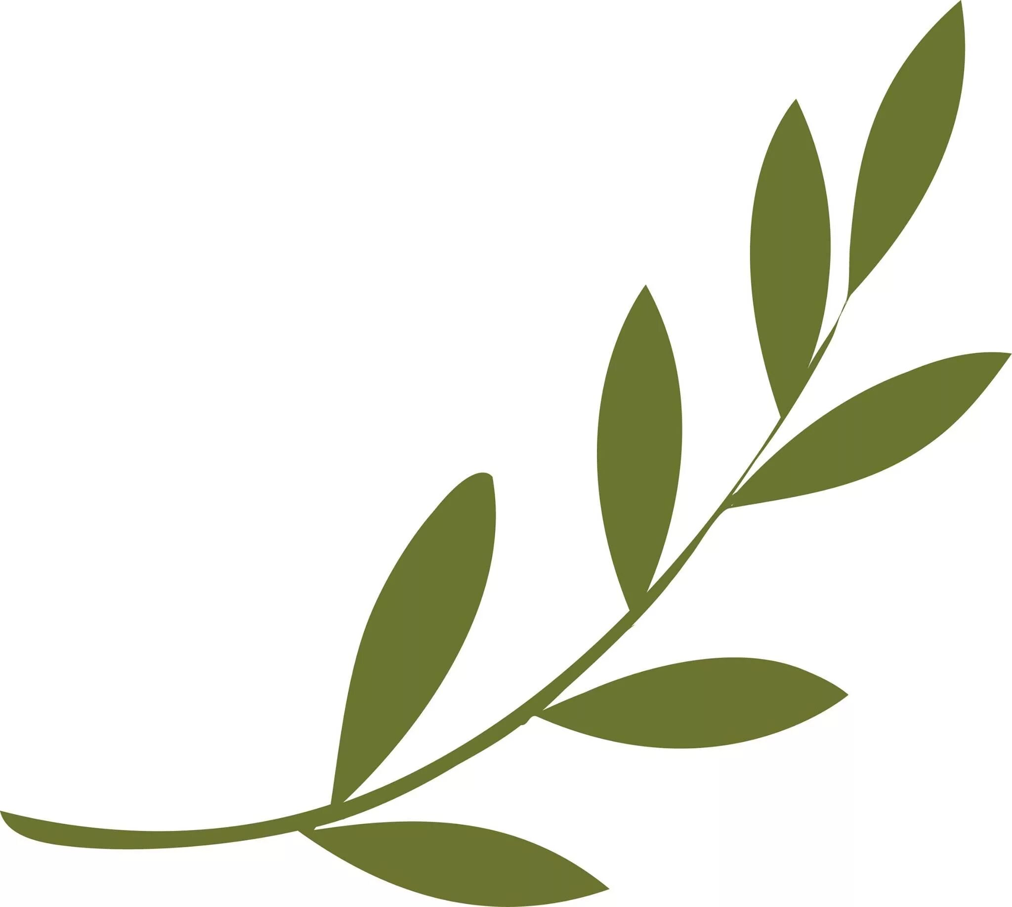 Листья оливы (olive leaf). Лавровая корона. Ветви вектор. Веточка силуэт. Ветви вектор.