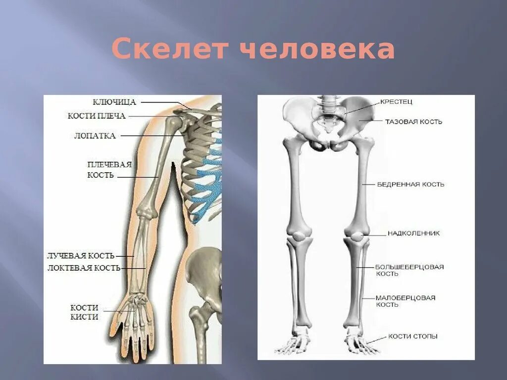 И молодые люди кости человека. Скелет человека. Скелет с названиями костей. Скелелтчеловека названи Екотей. Строение кости человека.