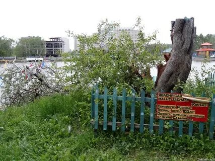 Сады южно сахалинска
