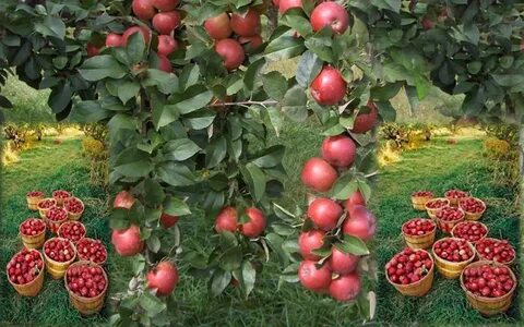 Как переводится сад