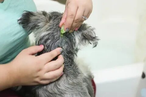 Женщина как собака без блох