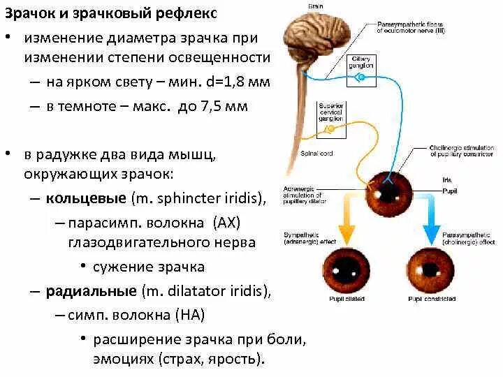 Сужает зрачки нервная система. Зрачковый рефлекс схема физиология на свет. Рефлекторная дуга рефлекса сужения зрачка. Расширение и сужение зрачка рефлекс. Рефлекторная дуга расширения зрачка схема.