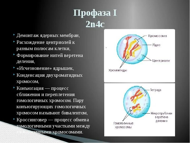 Конденсация двухроматидных хромосом. Расхождение центриолей к разным полюсам клетки. Профаза демонтаж ядерных мембран. Расхождение центр Олей к прлюсам клетки. Двухроматидные хромосомы во время мейоза