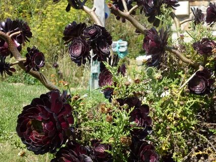 Black plants