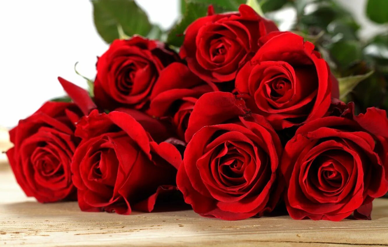 Цветы розы красные. Алые розы. Красные розы. Роскошные красные розы. Поздравительные розы.
