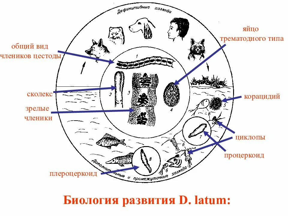 Цикл развития широкого лентеца схема. Жизненный цикл цестоды схема. Жизненный цикл широкого лентеца схема. Жизненный цикл цестод.