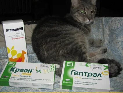 Гептрал для кошек