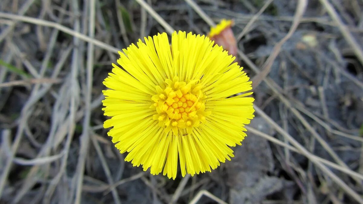 мать-и-мачеха (мать-и-мачеха). цветы первоцветы мать и мачеха. мать и мачеха цветок. весенние цветы мать и мачеха. мать-и-мачеха.