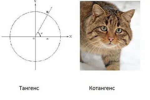 Котангенс кот ученый что никогда не охотился