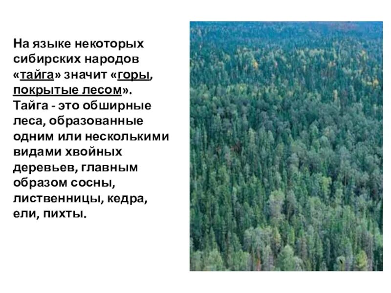 Из какого языка название тайга. Тайга природная зона 4 класс. Природная зона Тайга 4 класс окружающий мир. Какие леса образуют тайгу. Какие деревья образуют тайгу.