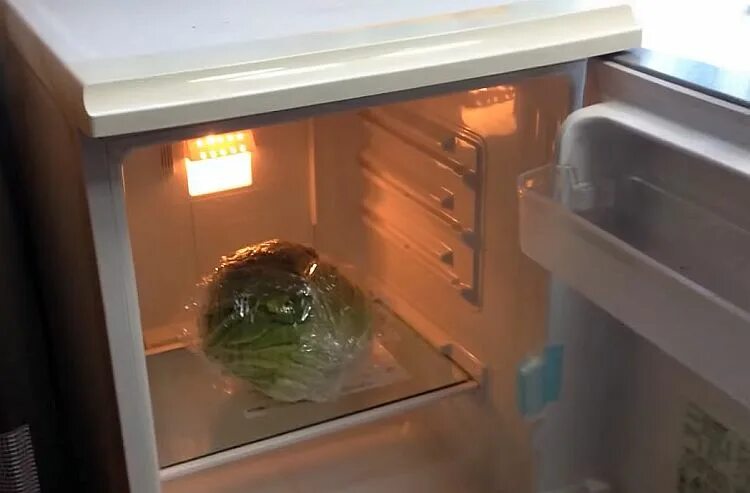 Можно хранить капусту в холодильнике. Тухлая капуста в холодильнике. Испорченная капуста в холодильнике. Хранение капусты в холодильнике.